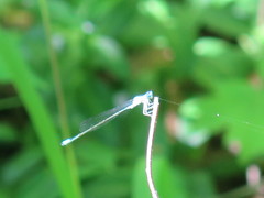 Enallagma divagans