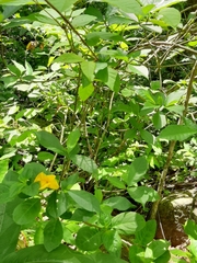 Tabernaemontana grandiflora