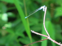 Enallagma divagans