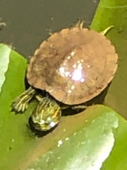 Trachemys scripta