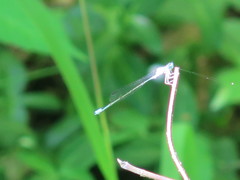 Enallagma divagans