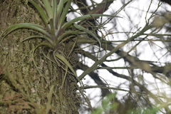 Guzmania gloriosa