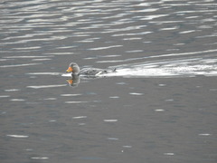 Tachyeres patachonicus