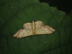Idaea paraula