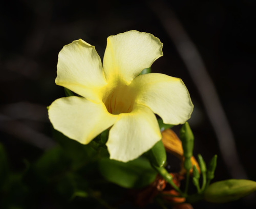 Angadenia image