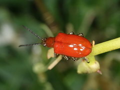 Lilioceris formosana