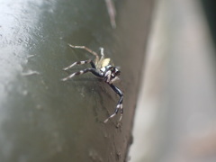 Phintelloides versicolor