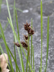 Luzula multiflora multiflora