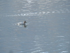 Tachyeres patachonicus