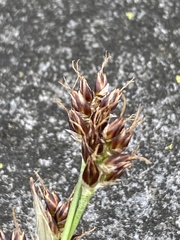 Luzula multiflora multiflora