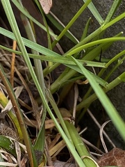 Luzula multiflora multiflora