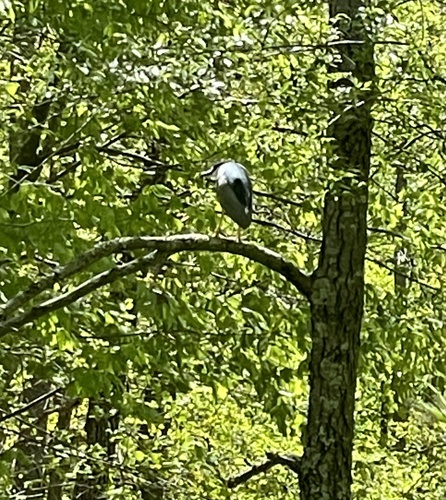 Black-crowned Night Heron photographed in Maryland