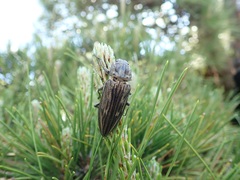 Chalcophora japonica japonica