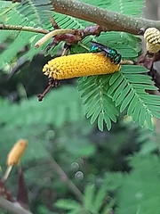 Calloceratina