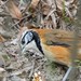 Greater Necklaced Laughingthrush - Photo (c) 57Andrew, some rights reserved (CC BY-NC), uploaded by 57Andrew