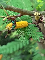 Calloceratina