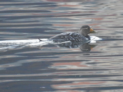 Tachyeres patachonicus