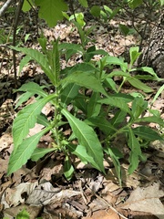 Triosteum angustifolium