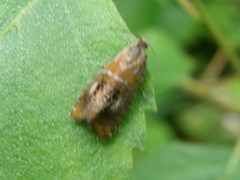 Olethreutes arcuella