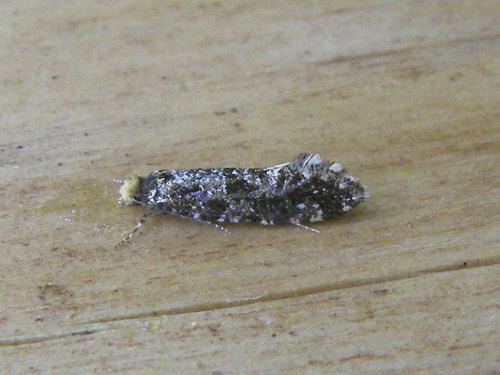 Triaxomera parasitella (Hübner, 1796)