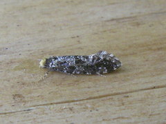 Triaxomera parasitella