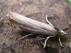 Crambus pascuella