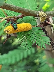 Calloceratina