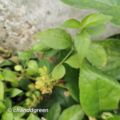 Dicliptera chinensis