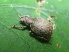 Philopedon plagiatum