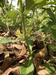 Triosteum angustifolium