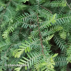 Phyllanthus emblica