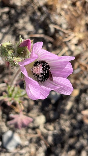 Alkali Marsh Mallow*