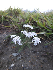 Achillea millefolium