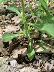 Triosteum angustifolium