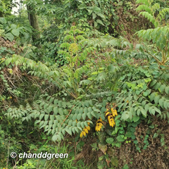 Aralia chinensis