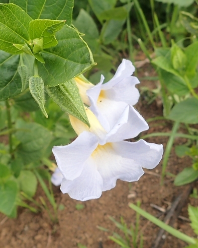 Thunbergia natalensis (Thunbergia natalensis)