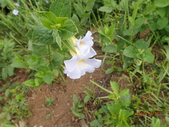 Thunbergia natalensis