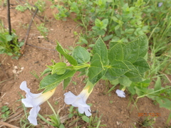 Thunbergia natalensis