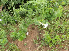 Thunbergia natalensis