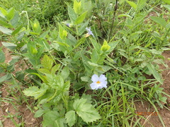 Thunbergia natalensis