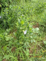 Thunbergia natalensis