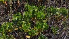 Scaevola plumieri