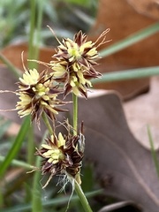 Luzula multiflora multiflora