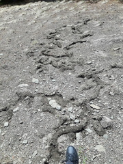Thomomys talpoides