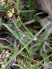 Luzula multiflora multiflora