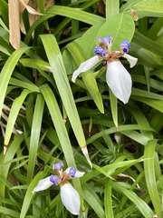Trimezia gracilis