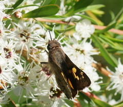 Trapezites phigalioides