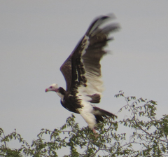Trigonoceps occipitalis