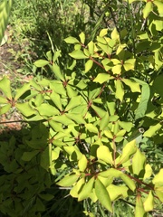 Enkianthus perulatus
