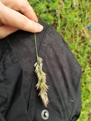 Poa arachnifera
